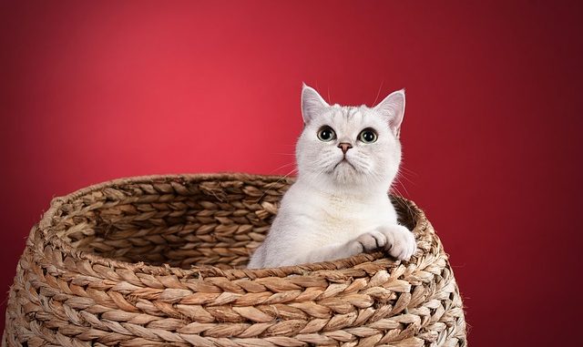 Jak připravit svůj byt na příchod kočičky aneb tygr pokojový v křesle