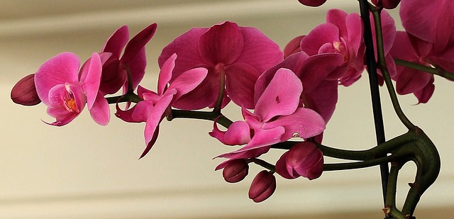 6 praktických tipů, pro úspěšné pěstování orchidejí