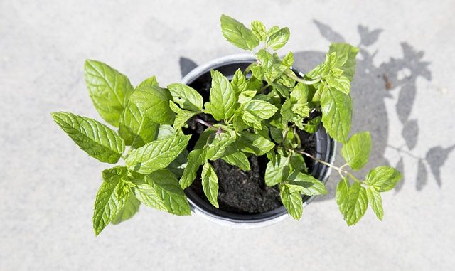 12 důvodů, proč si doma i na zahrádce pěstovat mátu