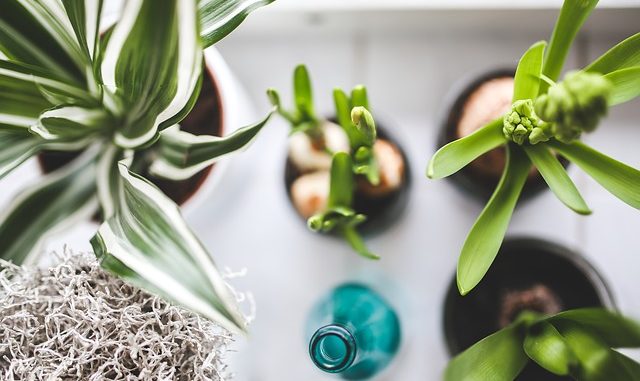 Hnojit můžete i zbytkovými ingrediencemi, které vám v kuchyni zůstanou