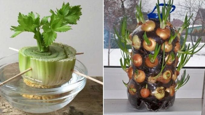 Zelenina, kterou si můžete opakovaně pěstovat doma sami – cibule, řapíkatý celer, mrkvová nať a další